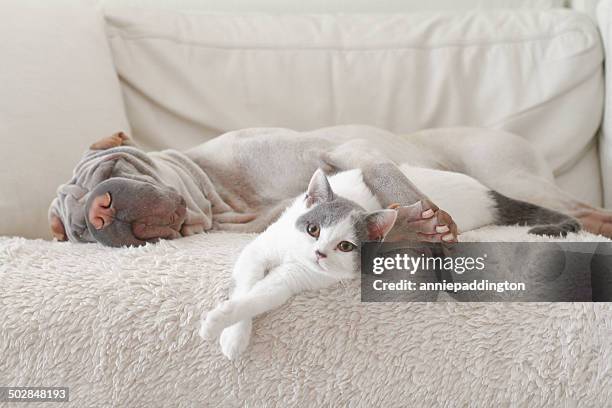 cat and dog hugging on sofa - cat dog stock pictures, royalty-free photos & images