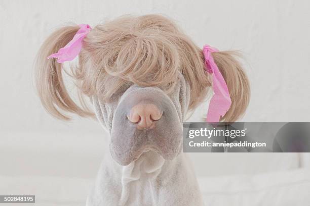 Dog wearing wig with pigtails