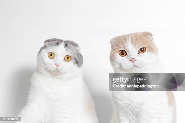 studio shot of two scottish folds looking puzzled - cat studio shot stock pictures, royalty-free photos & images