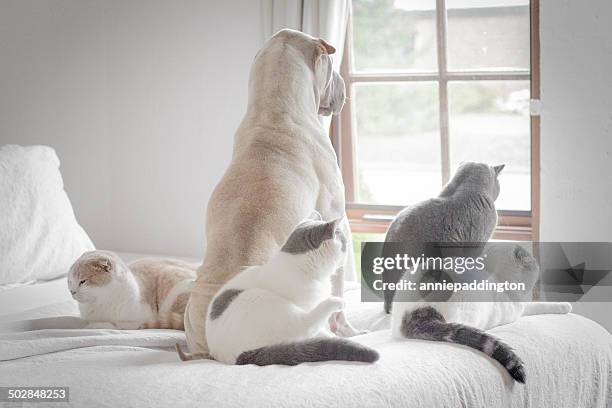 dog and four cats looking out of window - dogs and cats stock-fotos und bilder