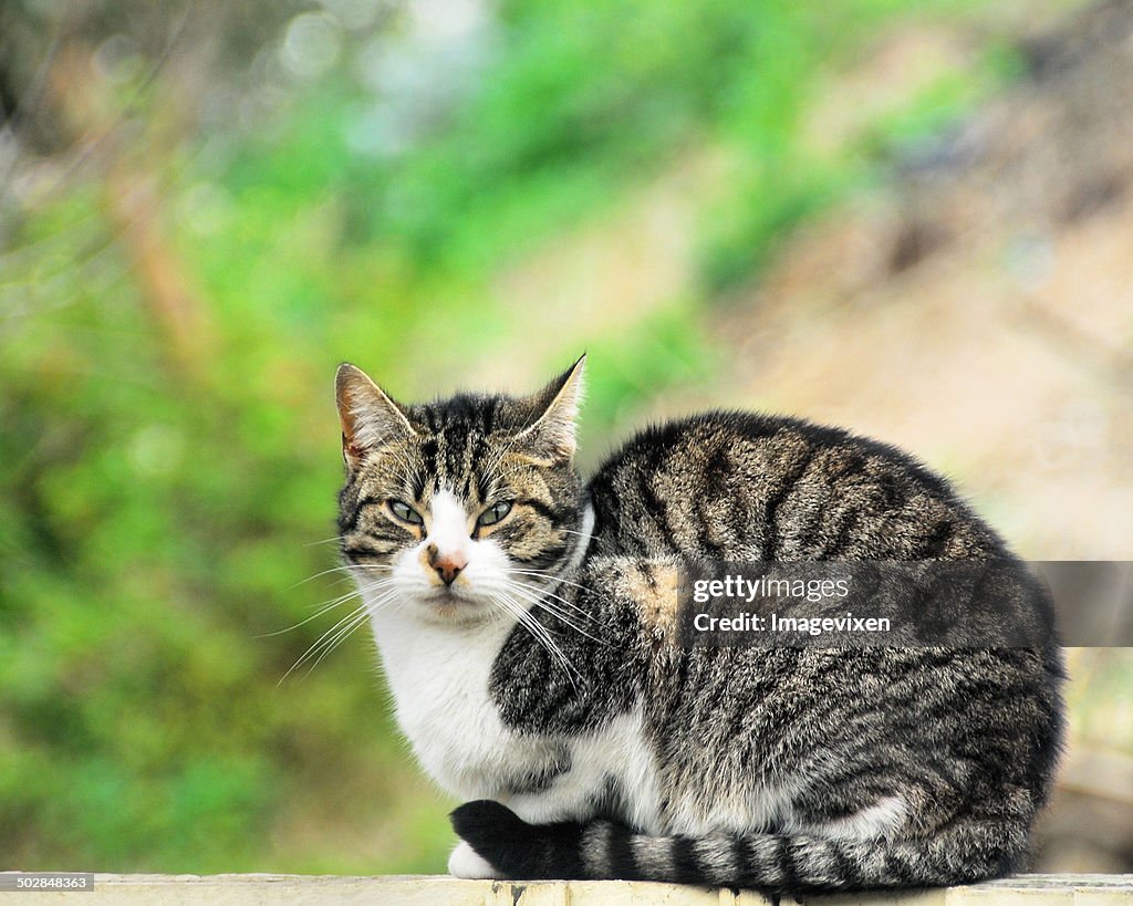 Portrait of sweet tabby cat