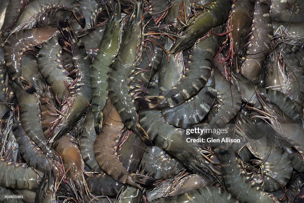 Shrimp seafood display