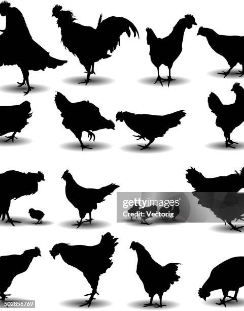 chicken silhouette - barred plymouth rock chicken stock illustrations