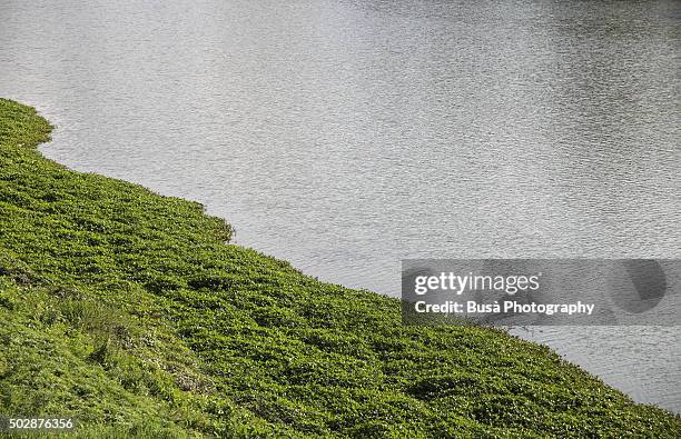 river's edge, arno river, florence, italy - arno klarsfeld stock-fotos und bilder