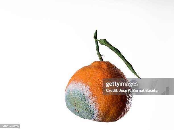 Soft Orange Tree Rotten 1,380 Rotten Orange Stock Photos, High-Res Pictures, and Images - Getty ...