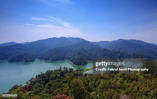 royal belum state park - perak state 個照片及圖片檔