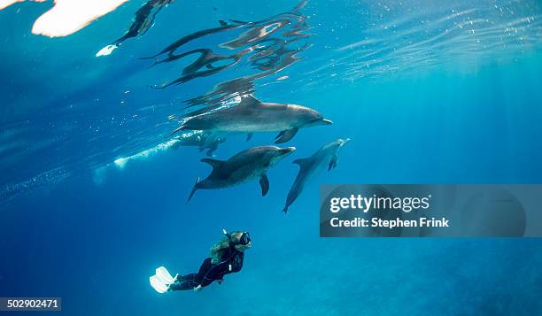 atlantic spotted dolphin (stenella frontalis) - bimini stock pictures, royalty-free photos & images