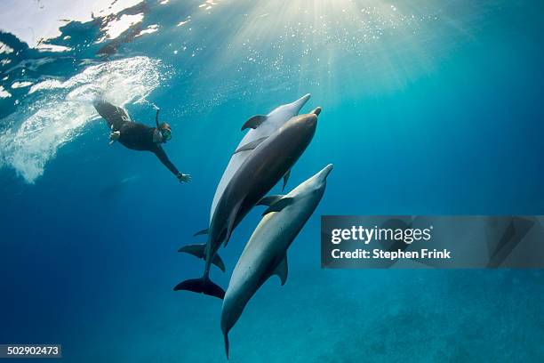 atlantic spotted dolphin (stenella frontalis) - bimini photos et images de collection