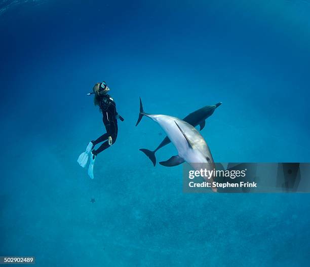 atlantic spotted dolphin (stenella frontalis) - swimming with dolphins stock pictures, royalty-free photos & images