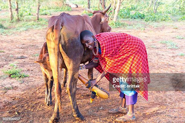 jovem mulher com maasai calabash ordenhar vacas. - a beautiful masai woman imagens e fotografias de stock