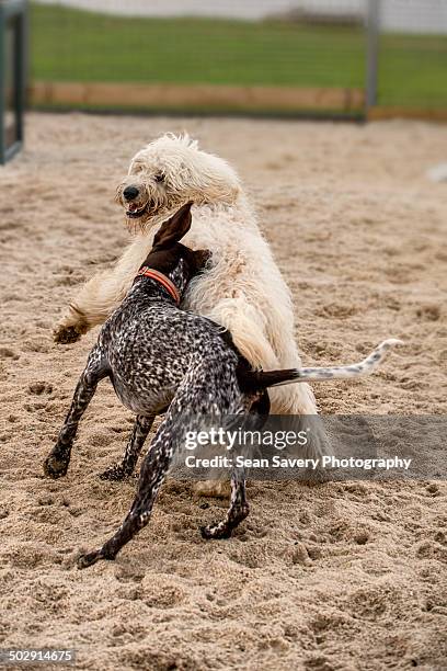 a battle of wits - sandkasten stock-fotos und bilder