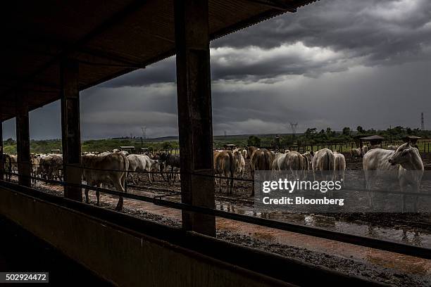 Cattle stand in a pen on a ranch as storm clouds gather overhead in Hernandarias, Paraguay, on Friday, Oct. 9, 2015. Paraguay's third-quarter gross...