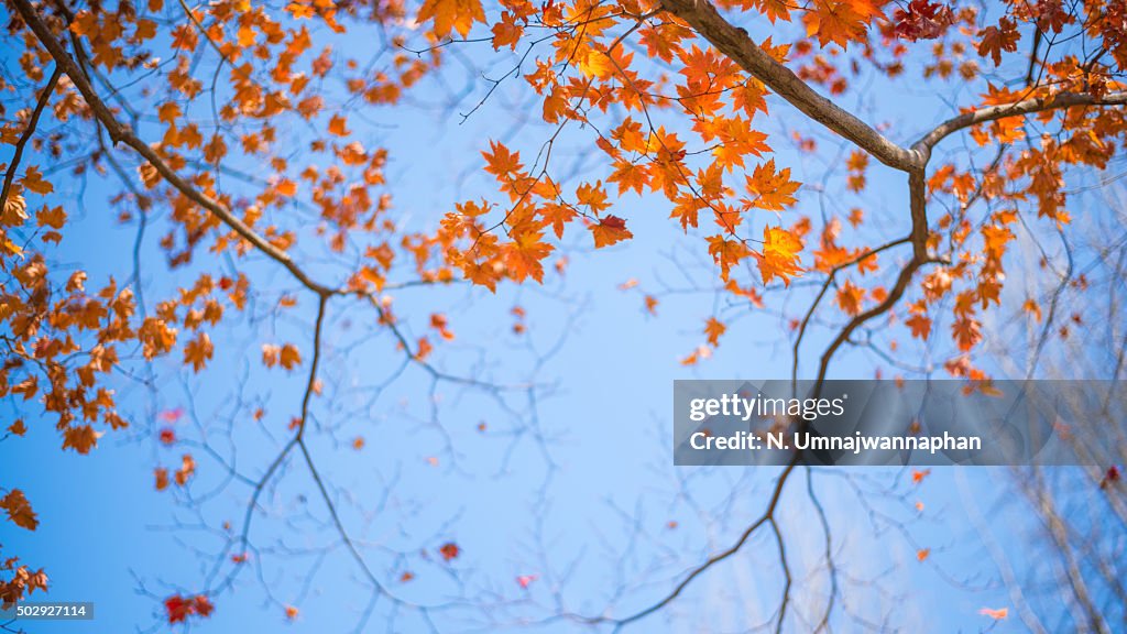 Orange maple leaves with blue background in South Korea