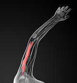 medical  illustration of the Triceps Brachii