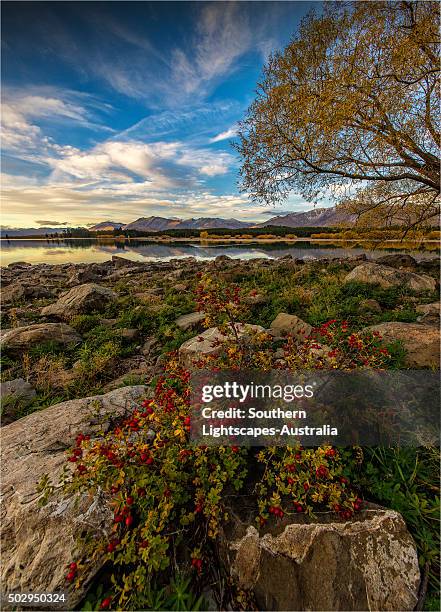 lake tekapo, canterbury plains, south island, new zealand. - canterbury plains stock pictures, royalty-free photos & images