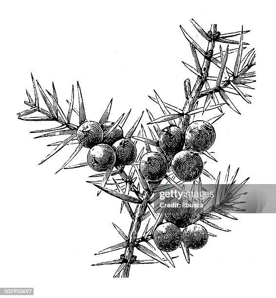 antique illustration of juniperus communis (common juniper) - juniperus communis stock illustrations