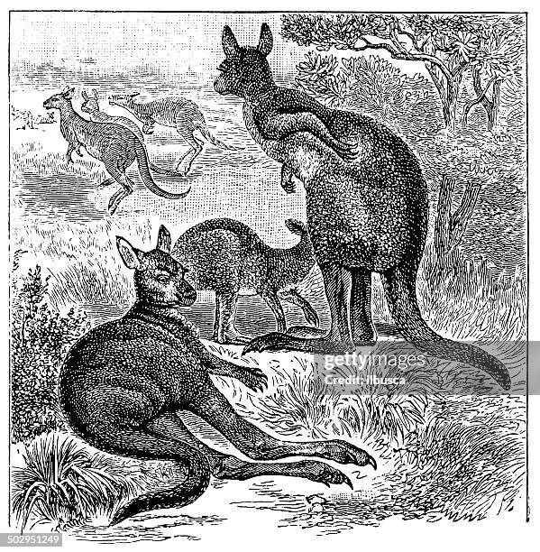 antique illustration of eastern grey kangaroo (macropus giganteus) - eastern gray kangaroo stock illustrations