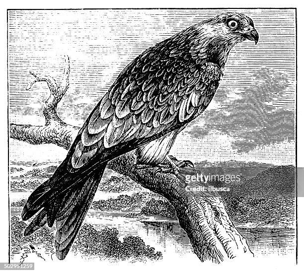 antique illustration of red kite (milvus milvus) - kite bird stock illustrations