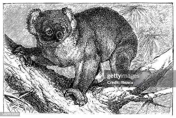 antique illustration of koala (phascolarctos cinereus) - koala stock illustrations