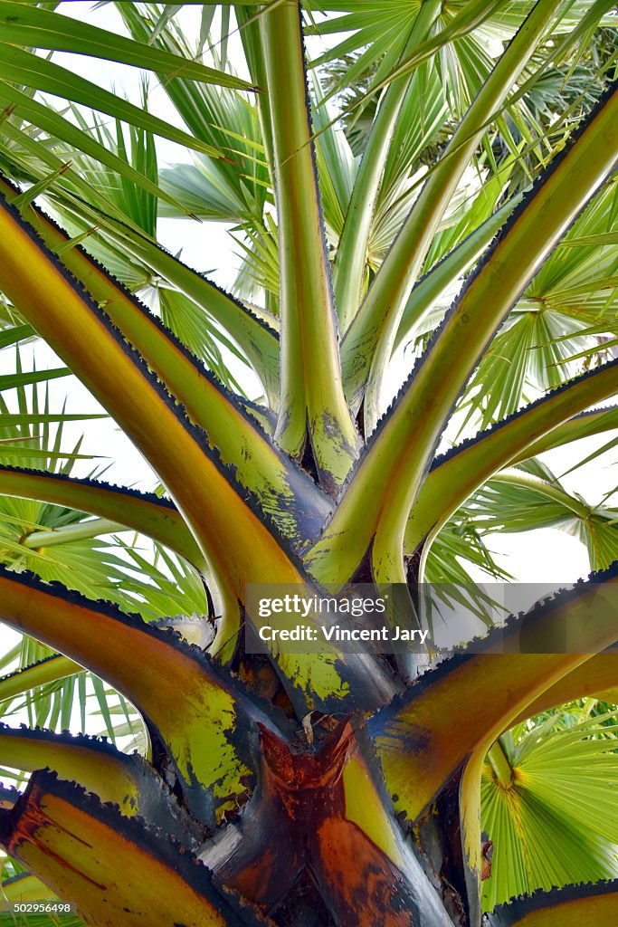 Palm palm leaf