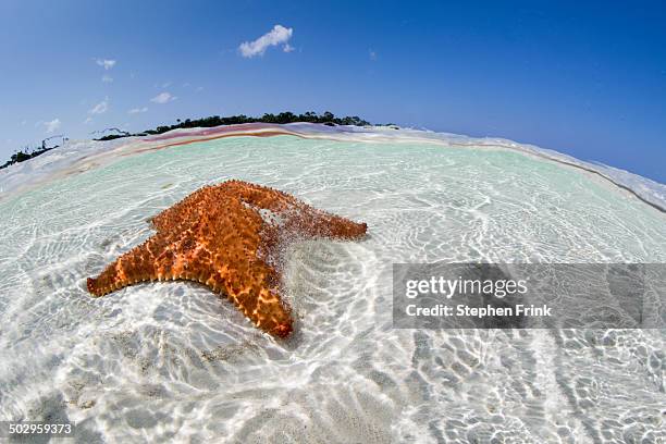 red cushion sea star (oreaster reticulatus) - grand bahama stock pictures, royalty-free photos & images