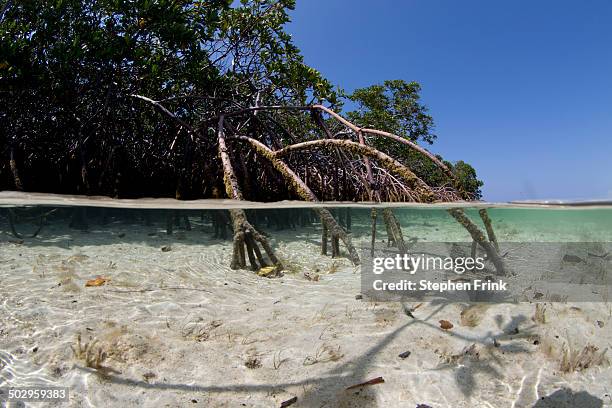 mangrove roots start to form island. - mangroves stockfoto's en -beelden