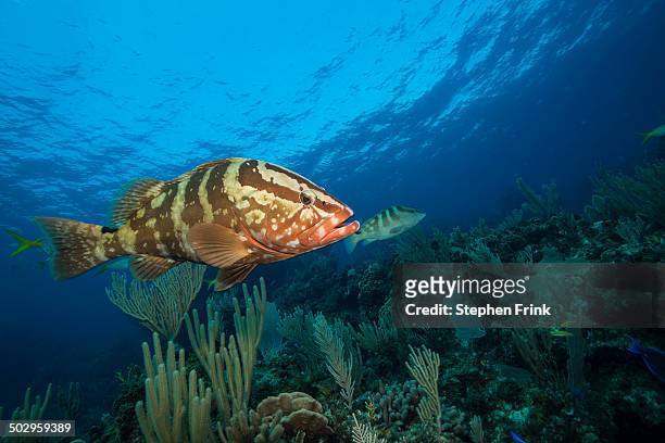 nassau groupers (epinephelus striatus). - mero fotografías e imágenes de stock