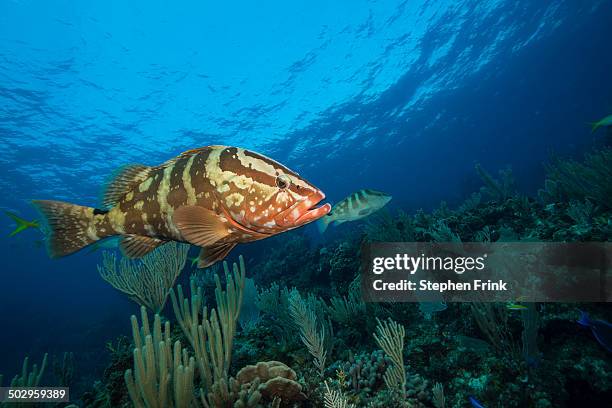 nassau groupers (epinephelus striatus). - mérou photos et images de collection