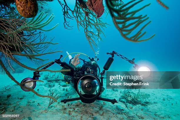 underwater photographer. - freeport bahamas stock pictures, royalty-free photos & images