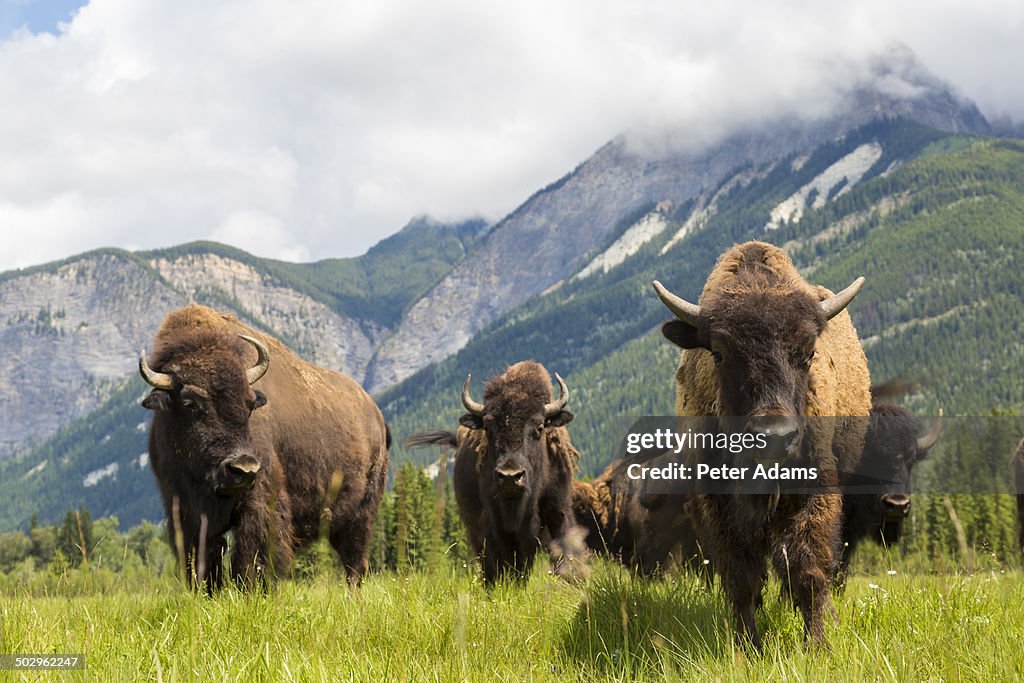 Herd of Buffalo or Bison, Alberta, Canada