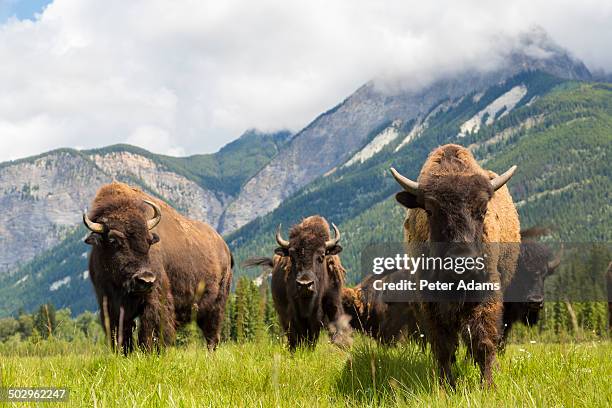 herd of buffalo or bison, alberta, canada - bisonte-americano imagens e fotografias de stock