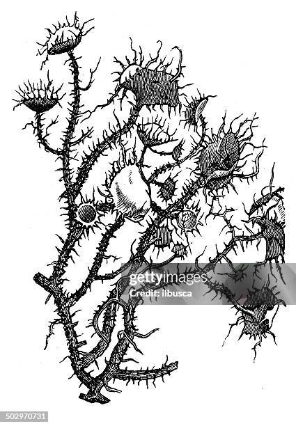 ilustrações, clipart, desenhos animados e ícones de antigo ilustração de usnea barbata - líquen