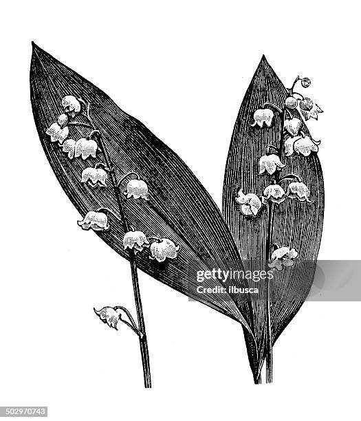 antique illustration of lily of the valley (convallaria majalis) - lily stock illustrations