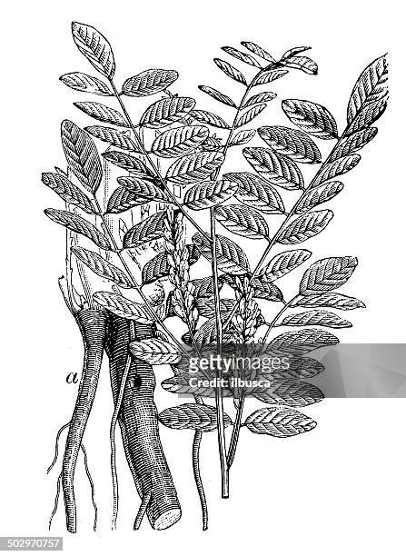 antique illustration of liquorice or licorice (glycyrrhiza glabra) - licorice flower stock illustrations