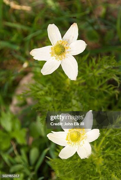 mountain pasqueflower - bunchberry cornus canadensis stock pictures, royalty-free photos & images