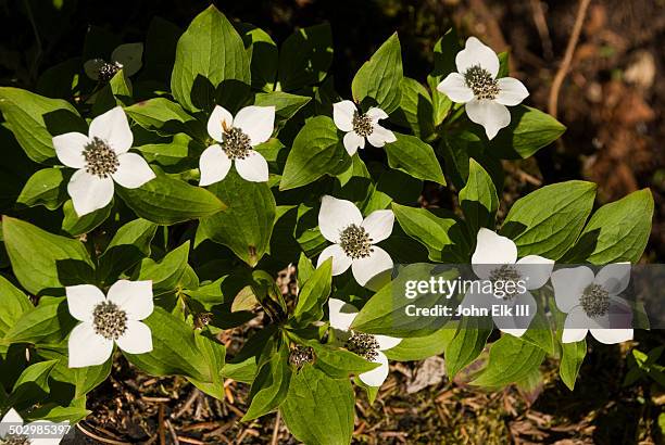 bunchberry - bunchberry cornus canadensis stock pictures, royalty-free photos & images