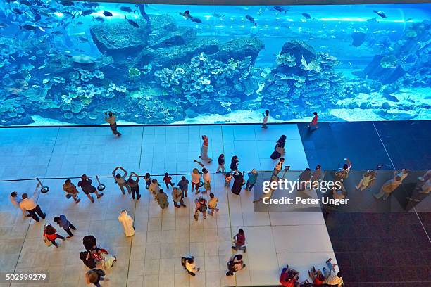 dubai aquarium and underwater zoo - dubai mall stock pictures, royalty-free photos & images