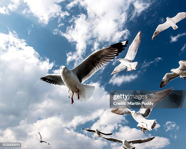 seagulls in flight at inle lake - seagull stockfoto's en -beelden