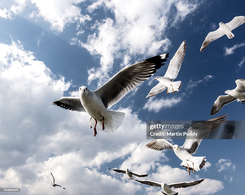 Seagulls in flight at Inle lake