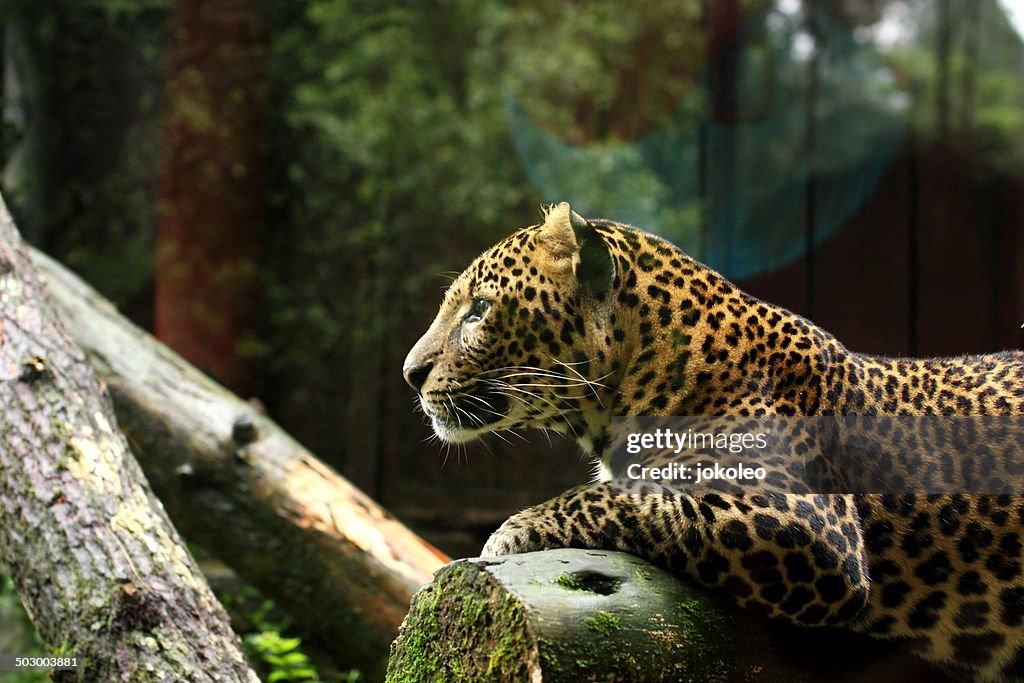 Panthera pardus