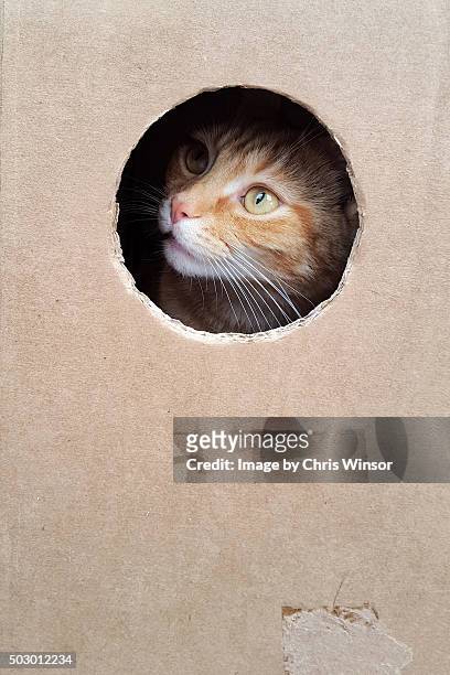 hiding ginger - cat in box stock pictures, royalty-free photos & images
