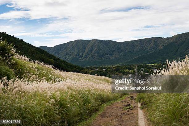 sengokuhara pampas grass fields in hakone - pampas stock pictures, royalty-free photos & images