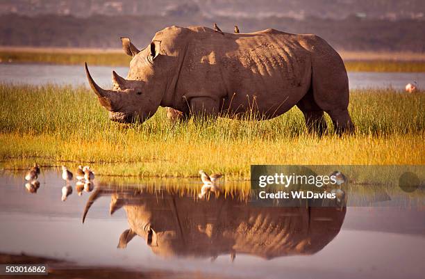 rhino reflexion - see lake nakuru stock-fotos und bilder