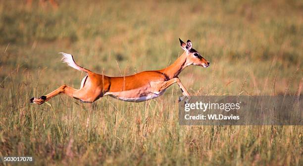 sprinting impala - gazelle stock pictures, royalty-free photos & images