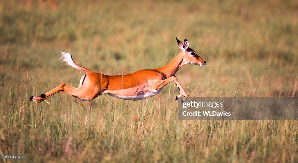 Sprinting Impala