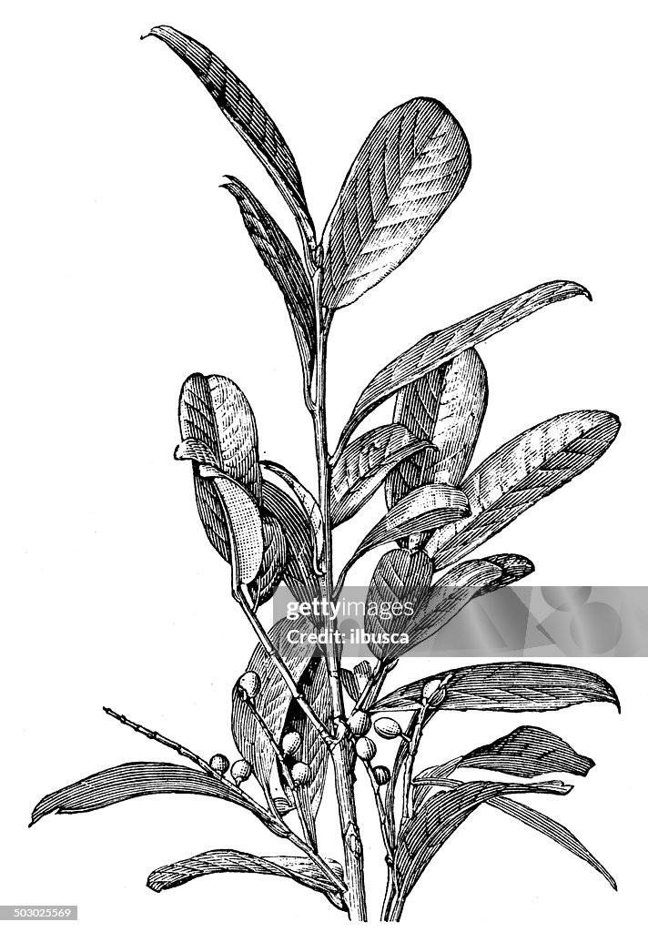 Antique illustration of Prunus laurocerasus (cherry laurel)
