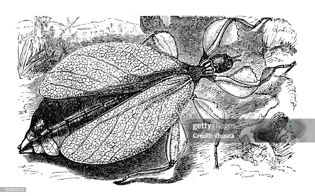 Antique illustration of leaf insect (Phylliidae)