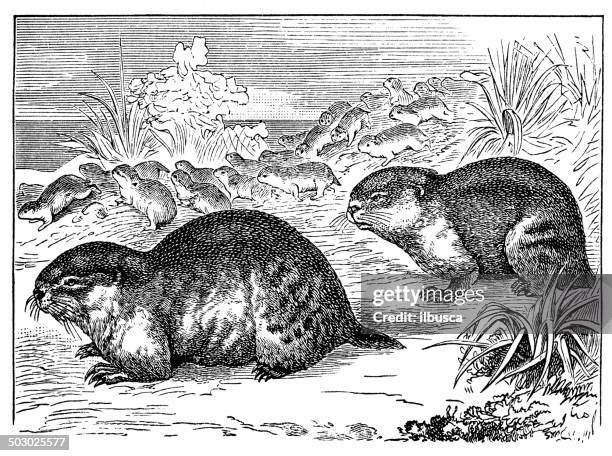 antique illustration of norway lemming or norwegian lemming (lemmus lemmus) - lemmings stock illustrations