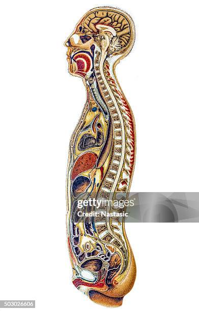 side section view of man's body - spinal cord cross section stock illustrations