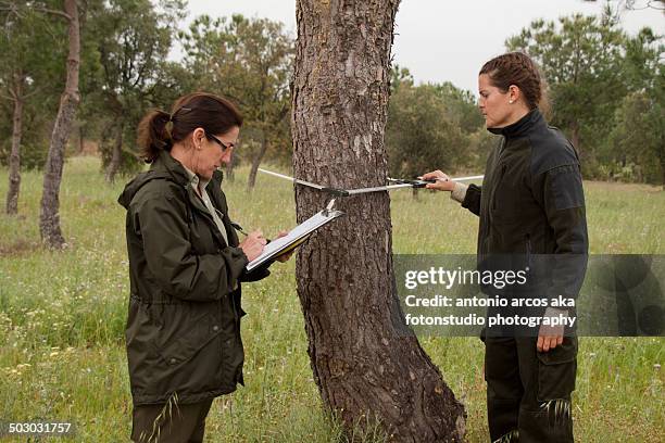 measuring the pine tree - parkvakt bildbanksfoton och bilder